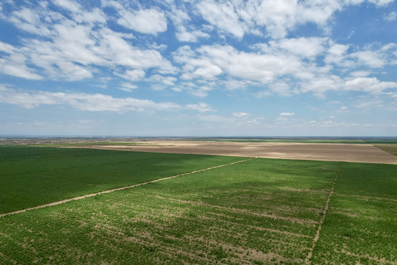 Campos agrícolas